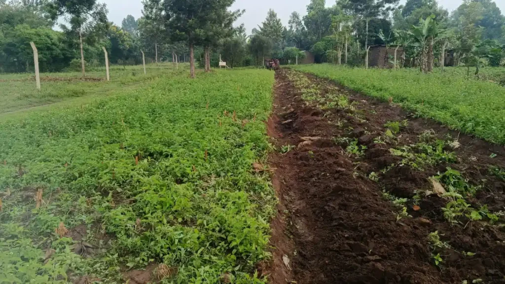 Unploughed farmland in Bungoma before DestinyImpact CBO’s livelihood support program using a tractor for land preparation