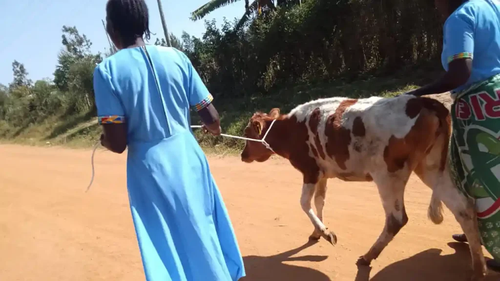 Members of the Wacholi Women’s Group standing beside the donated cow during a handover ceremony with the local MCA.